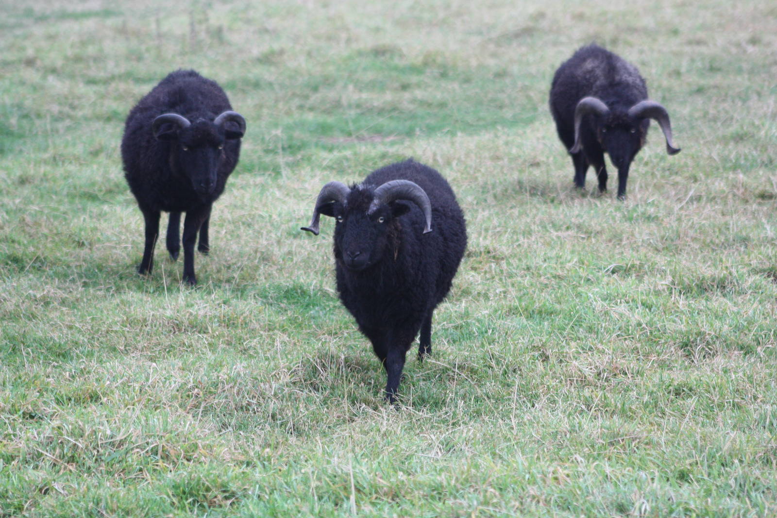 Ouessant Sheep, 18th October 2013