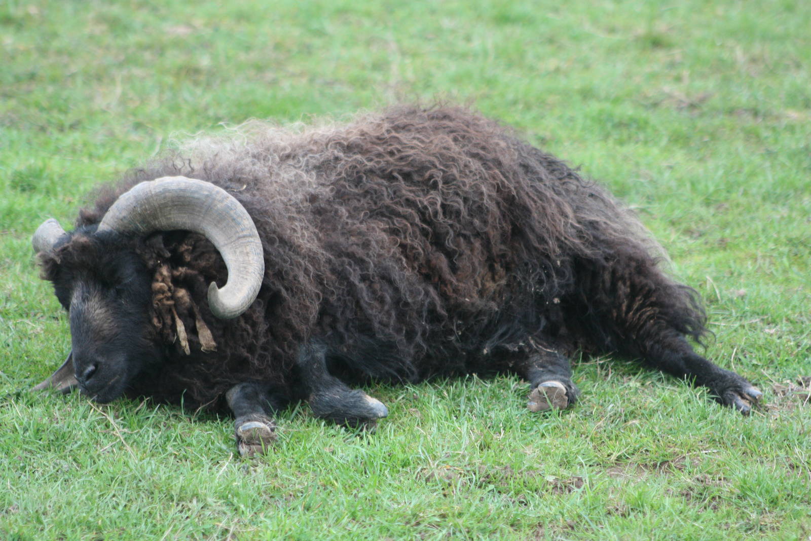 Ouessant Sheep, 1st May 2014