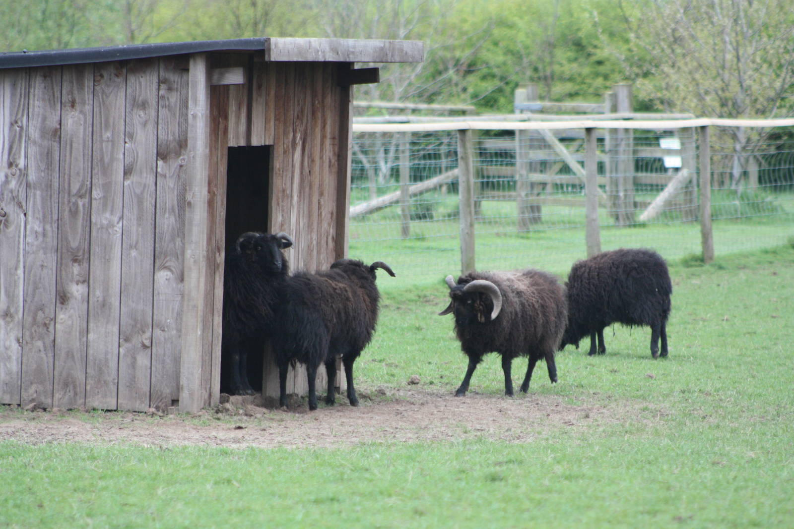 Ouessant Sheep, 1st May 2014