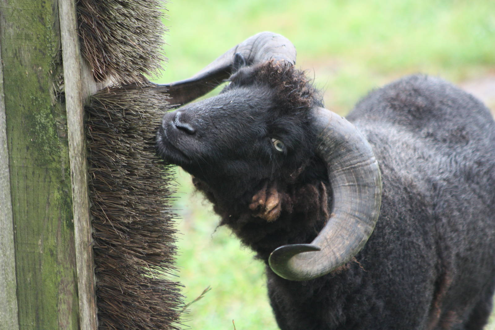 Ouessant Sheep, 6th September 2014