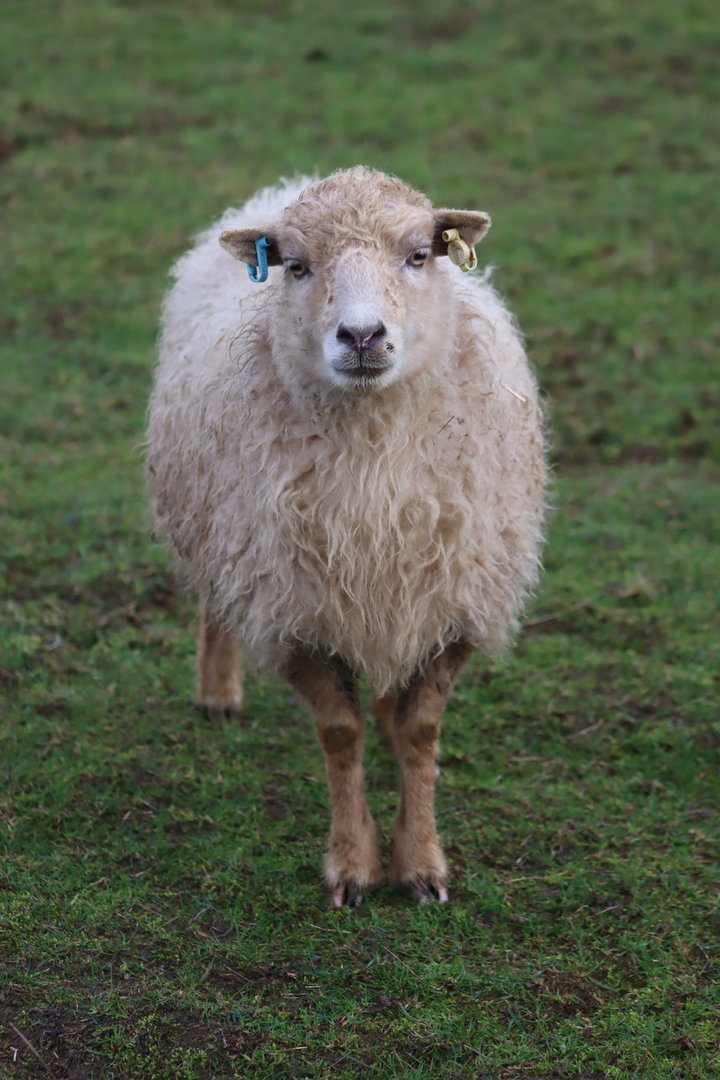 Ouessant sheep - 8 November 2022