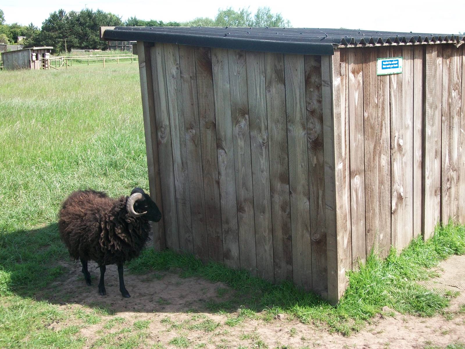 Ouessant Sheep and shelter, 19th June 2014