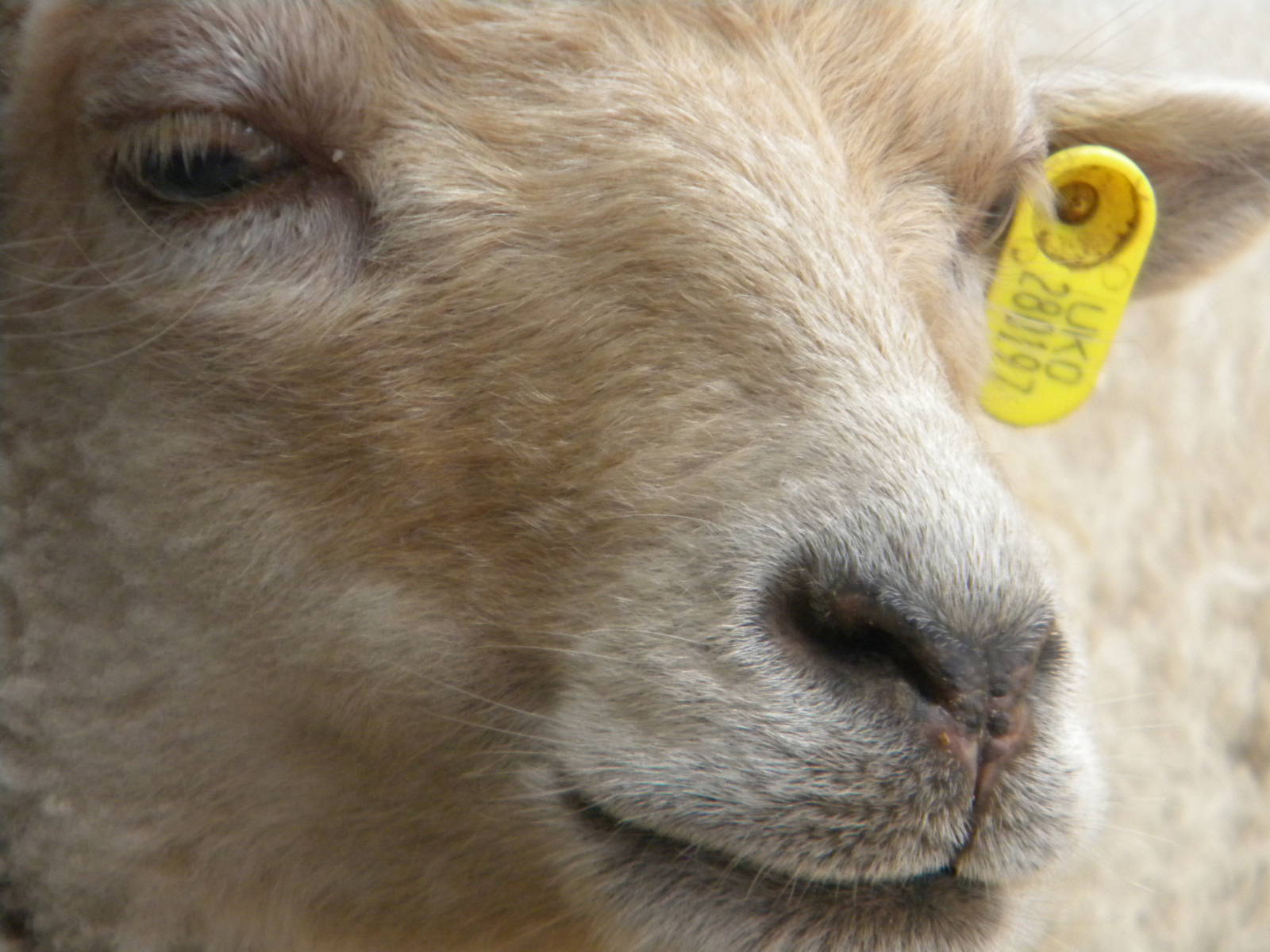 Ouessant Sheep at Blackpool Zoo 08/05/11