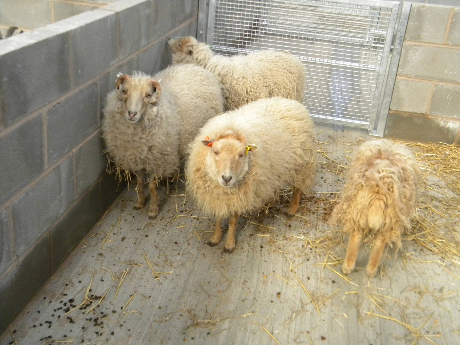 Ouessant Sheep at Blackpool Zoo 9th April 2011