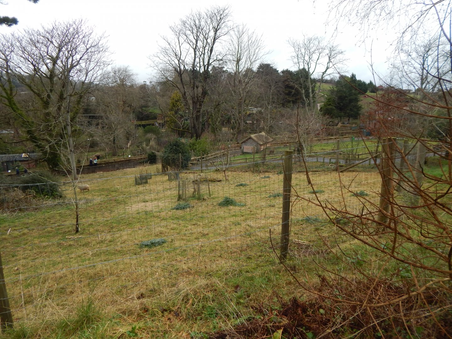 Ouessant sheep enclosure 050224