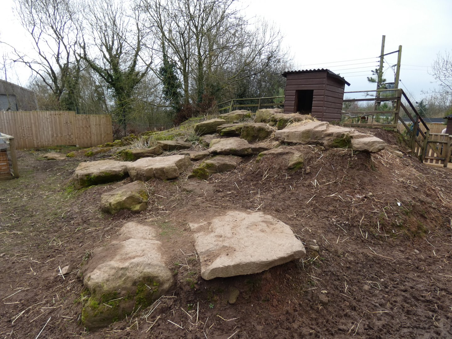 Ouessant Sheep enclosure in farm area