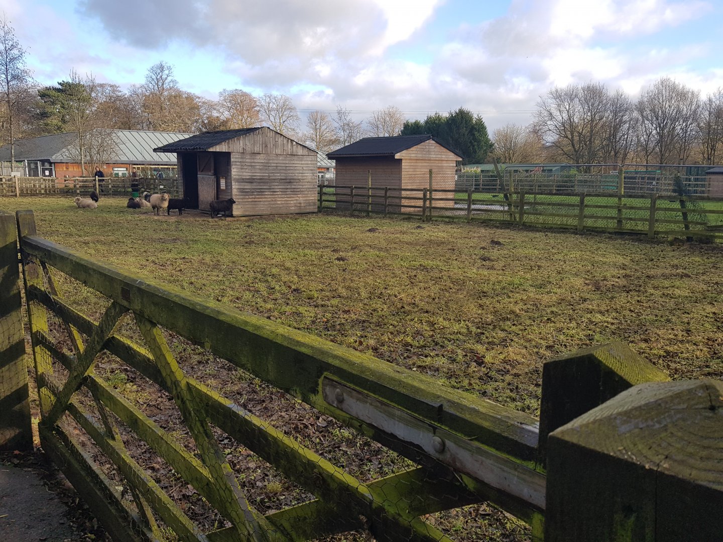 Ouessant Sheep Enclosure