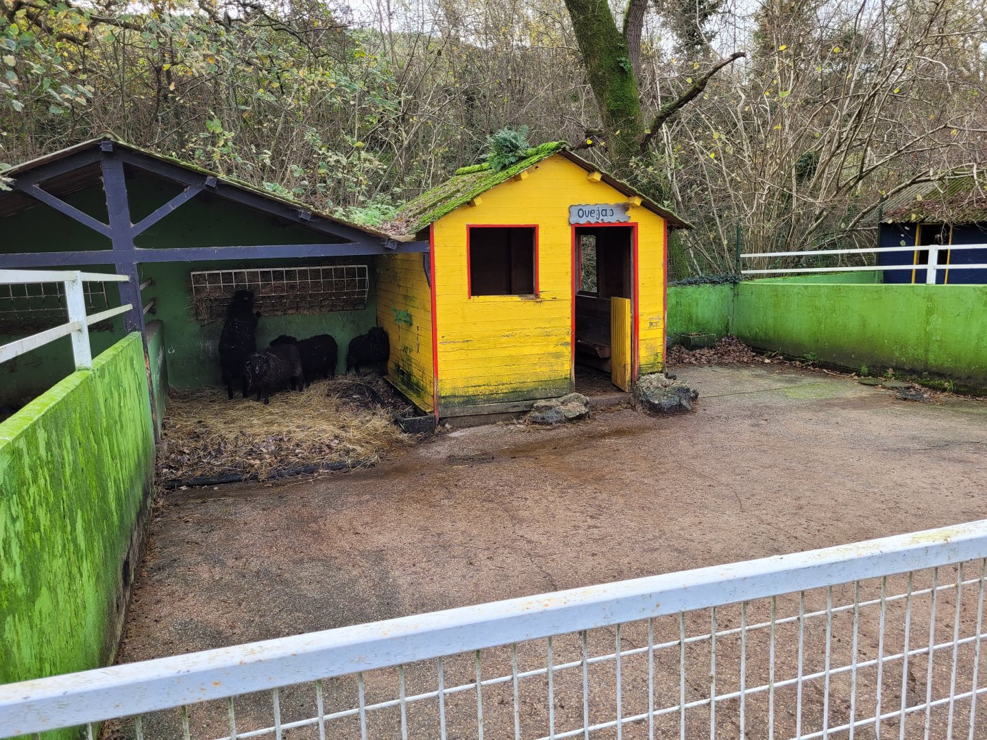Ouessant sheep exhibit -Zoo de Santillana del Mar (2023)