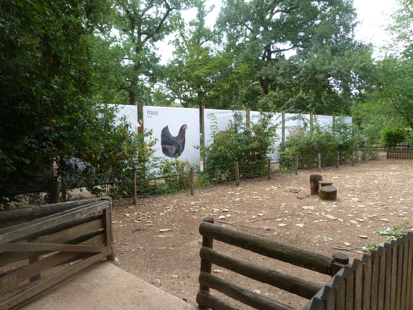 Ouessant sheep exhibit -Zoodyssée (2025)