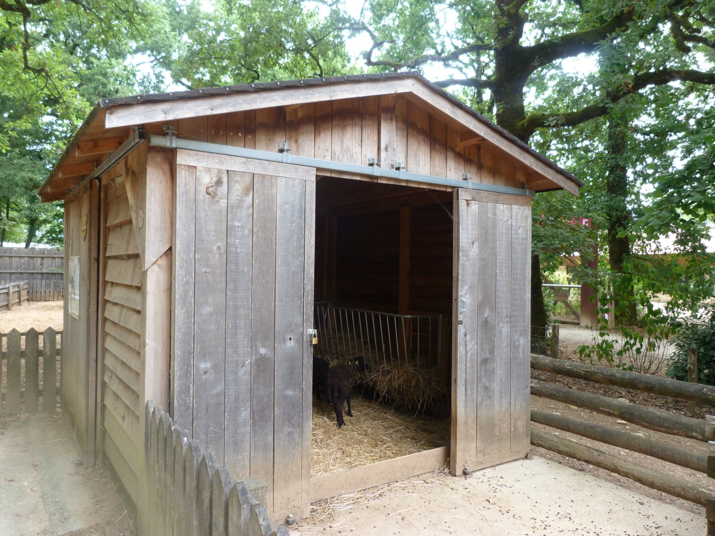 Ouessant sheep exhibit -Zoodyssée (2025)