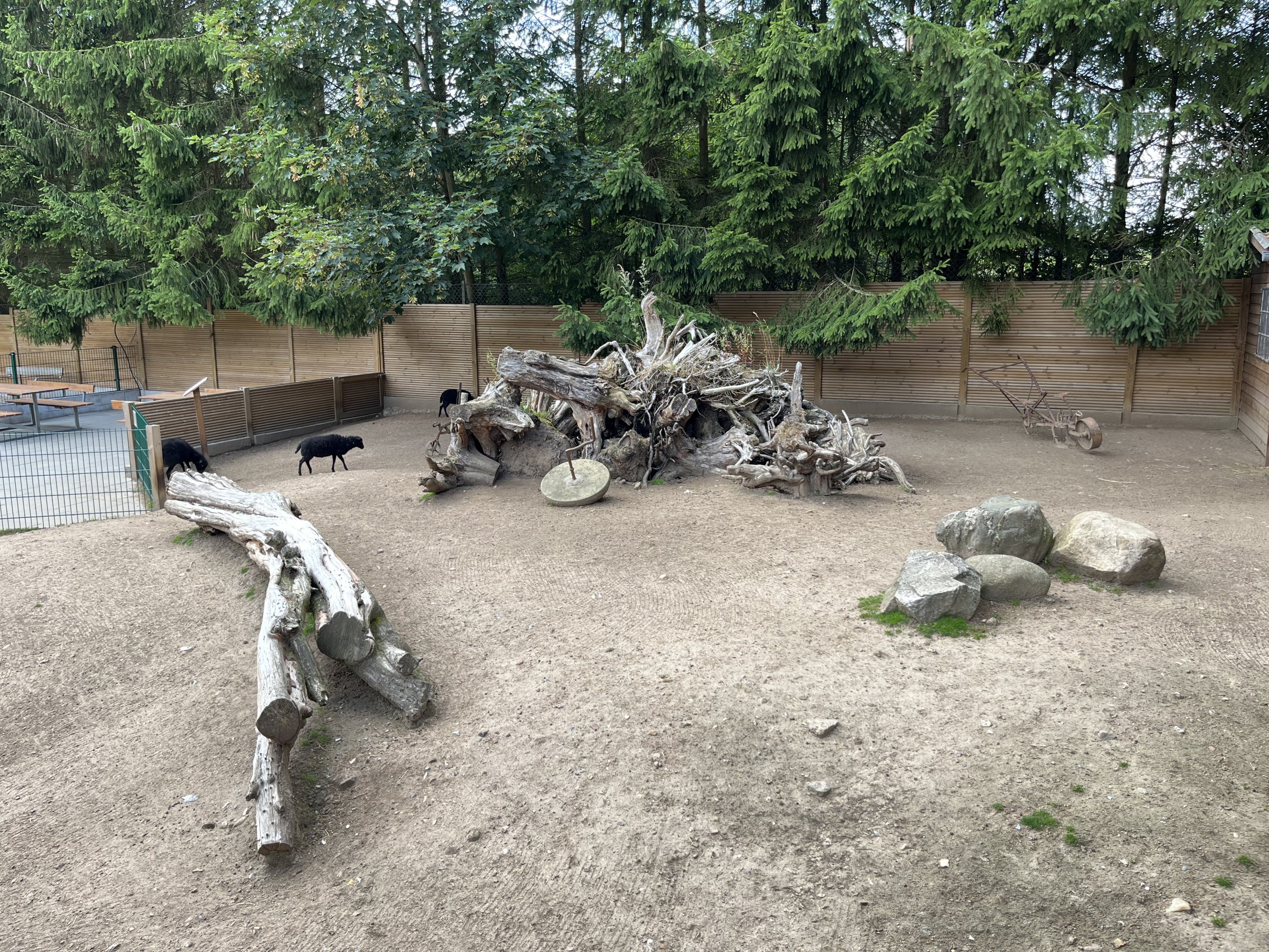 Ouessant Sheep Exhibit