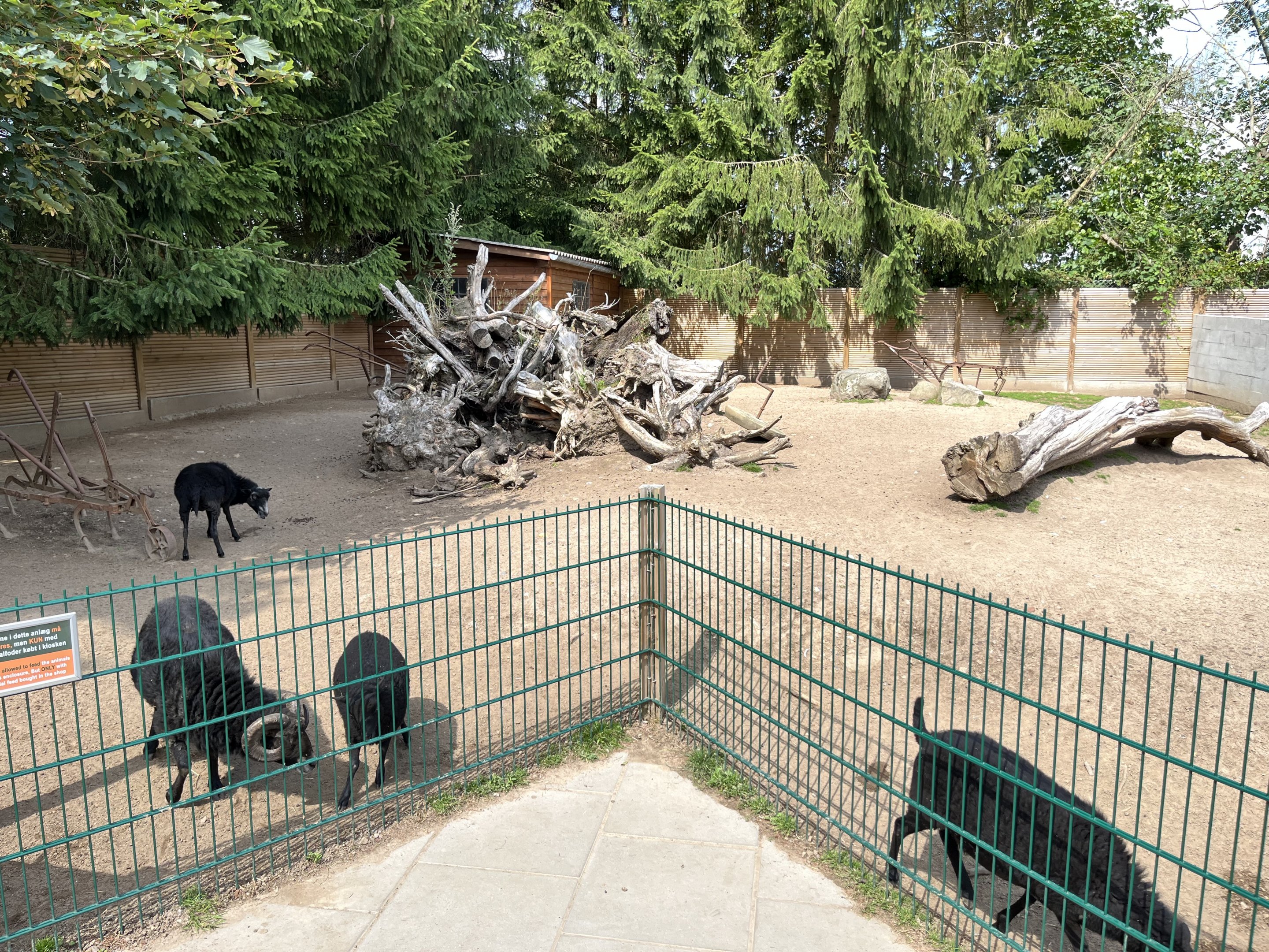 Ouessant Sheep Exhibit