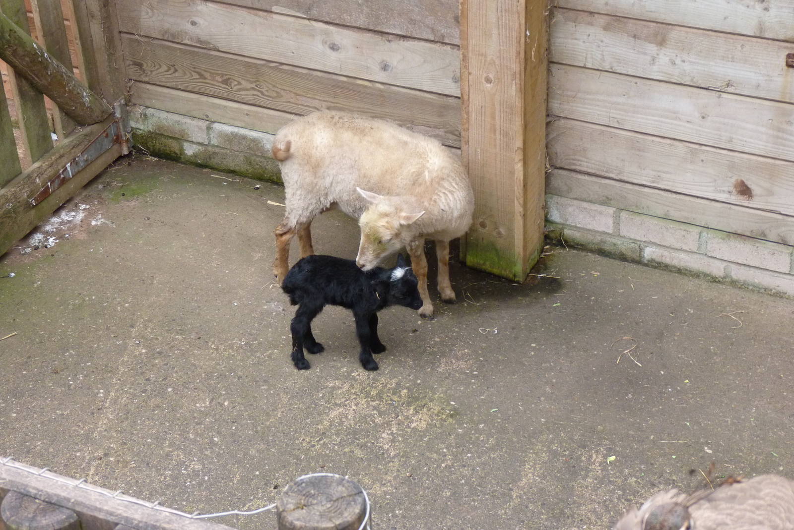 Ouessant Sheep, June 2013