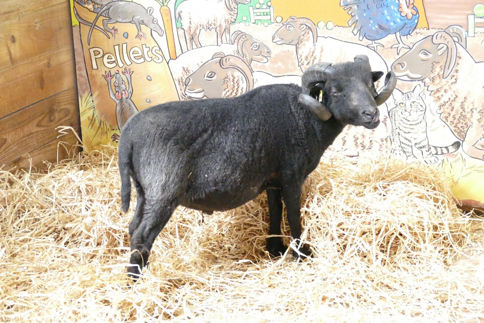 Ouessant sheep, June 2018