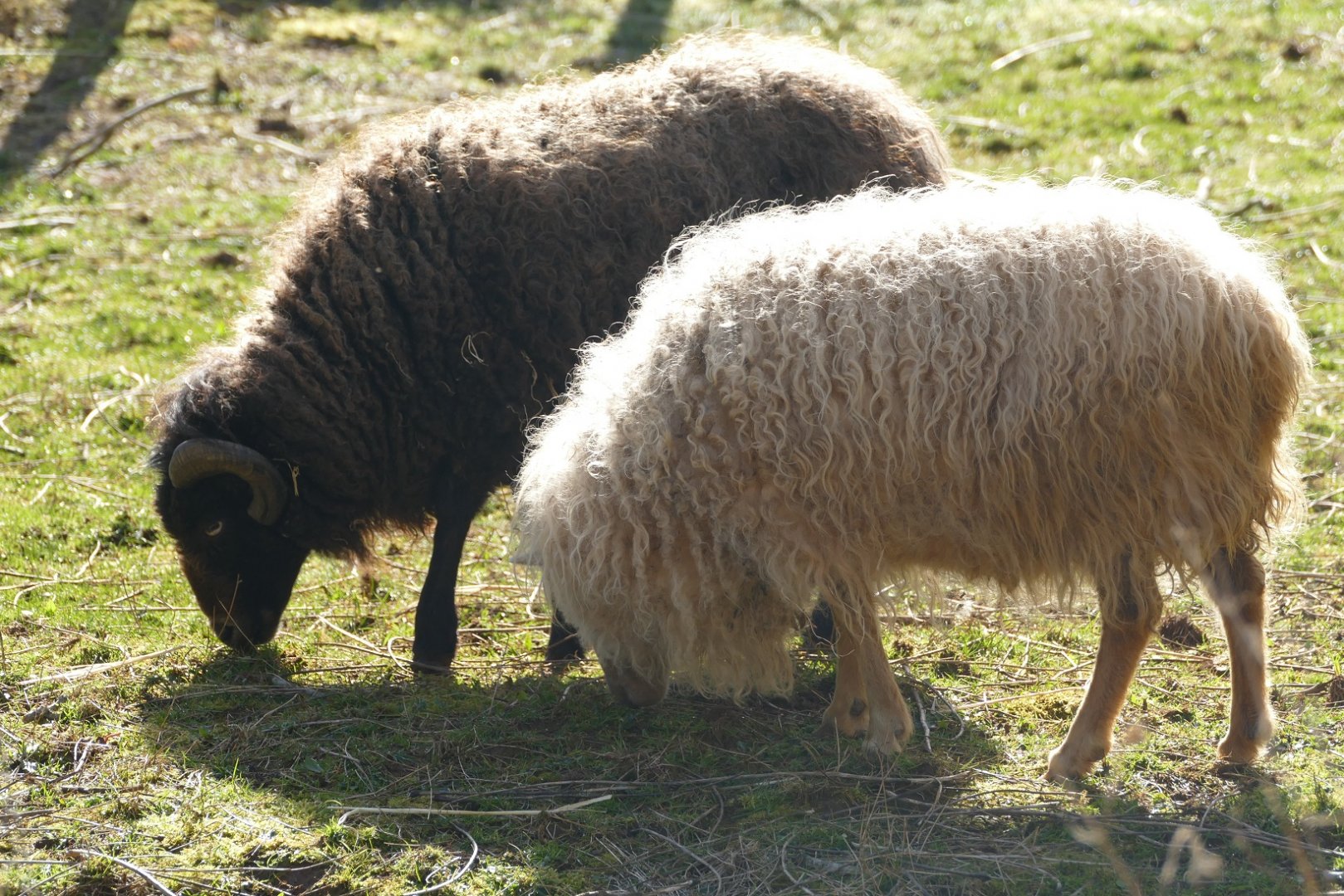 Ouessant Sheep, March 2022
