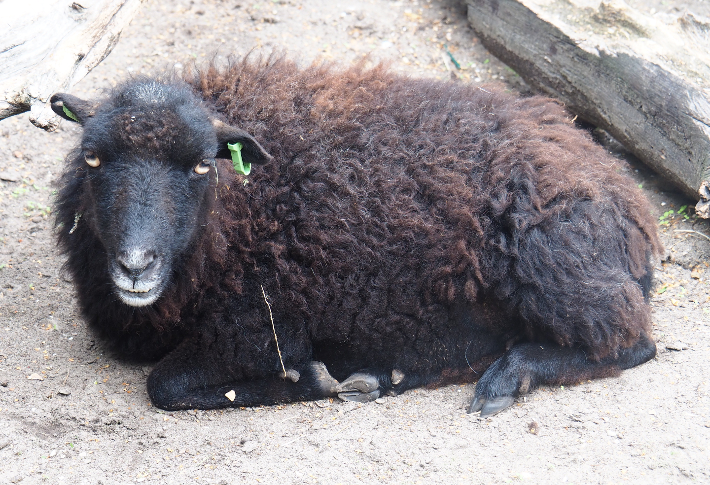 Ouessant sheep (Ovis aries), 2019-08-11
