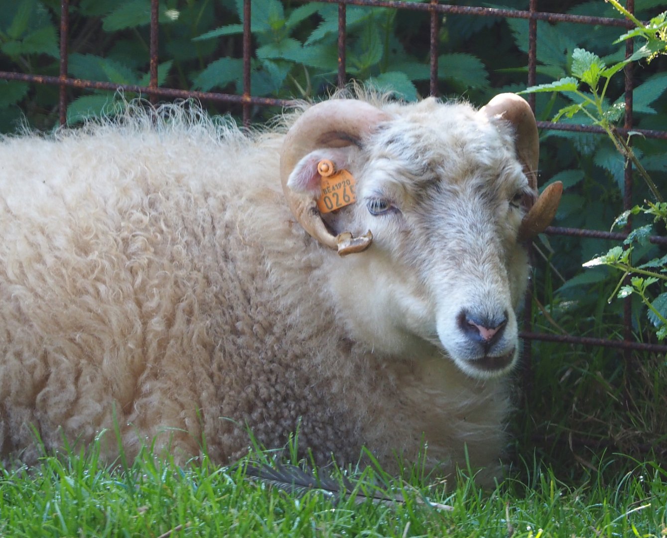 Ouessant sheep (Ovis aries), 2020-09-12