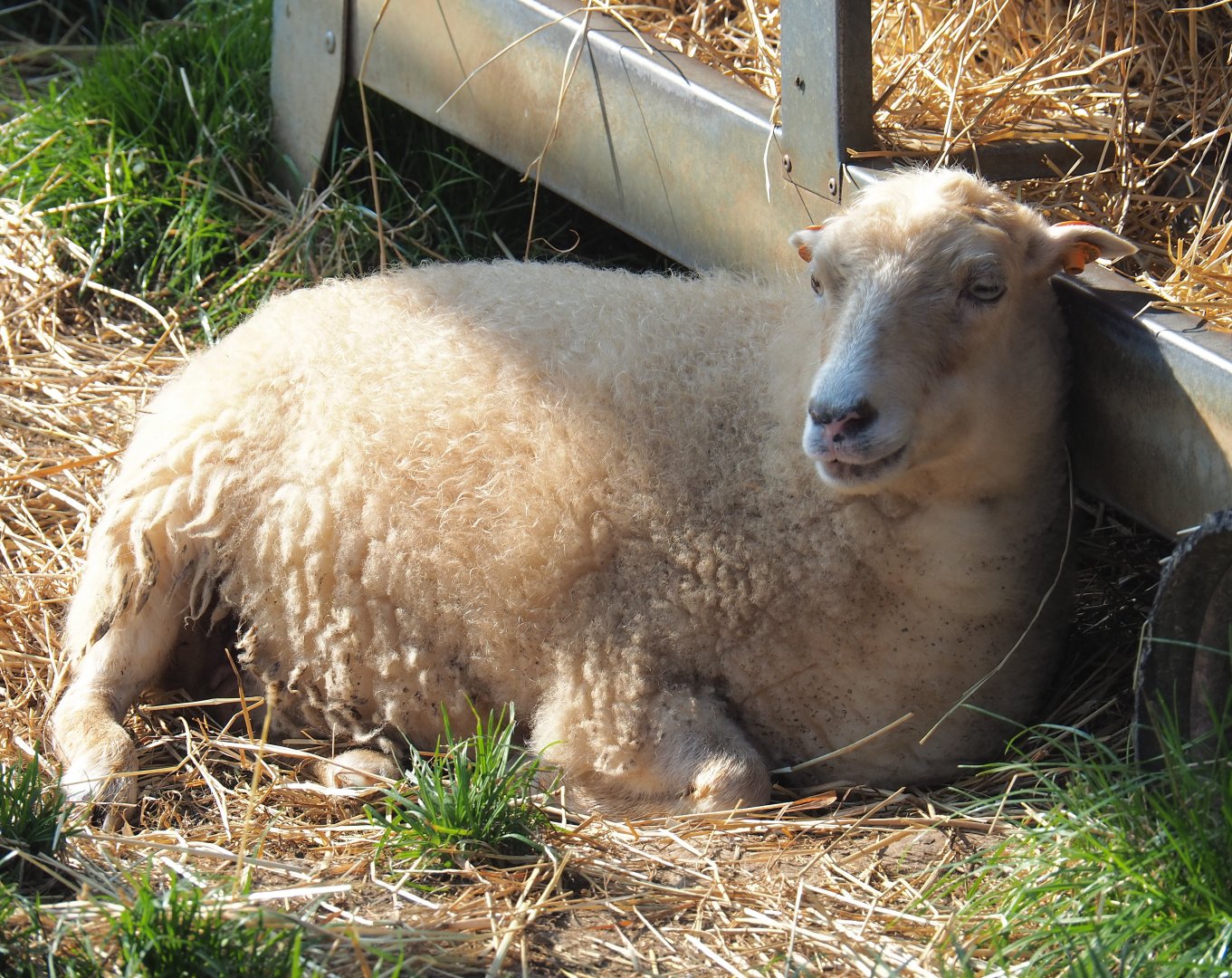 Ouessant sheep (Ovis aries), 2020-09-12