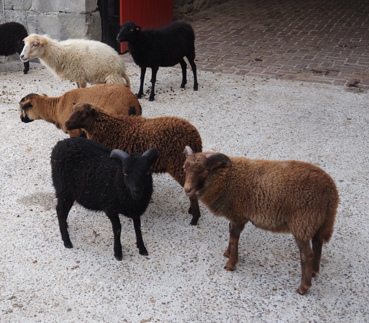 Ouessant sheep (Ovis aries), 2024-09-17