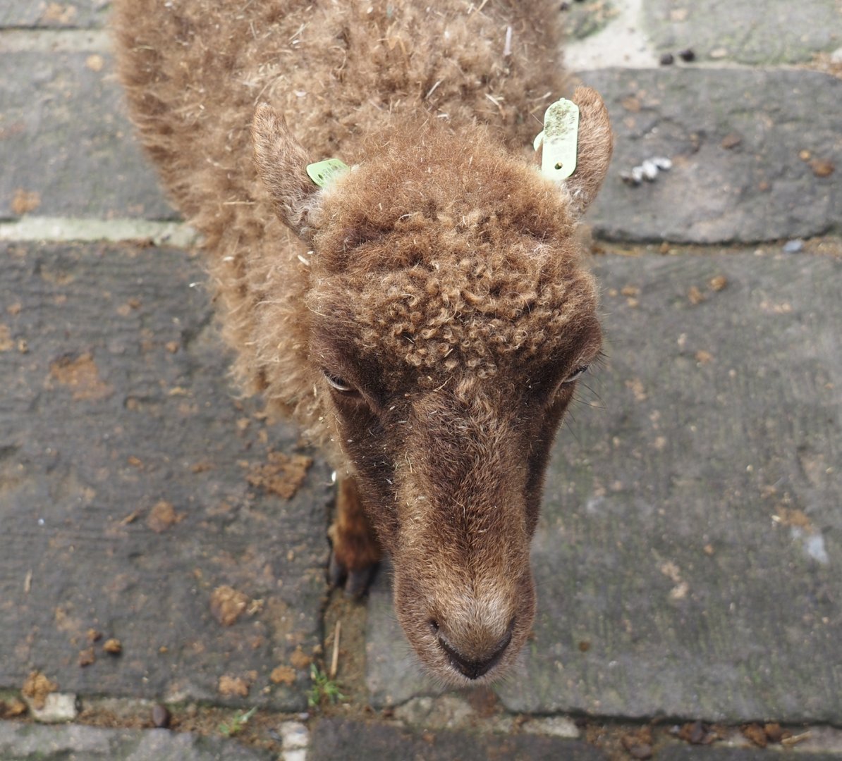 Ouessant sheep (Ovis aries), 2024-09-17
