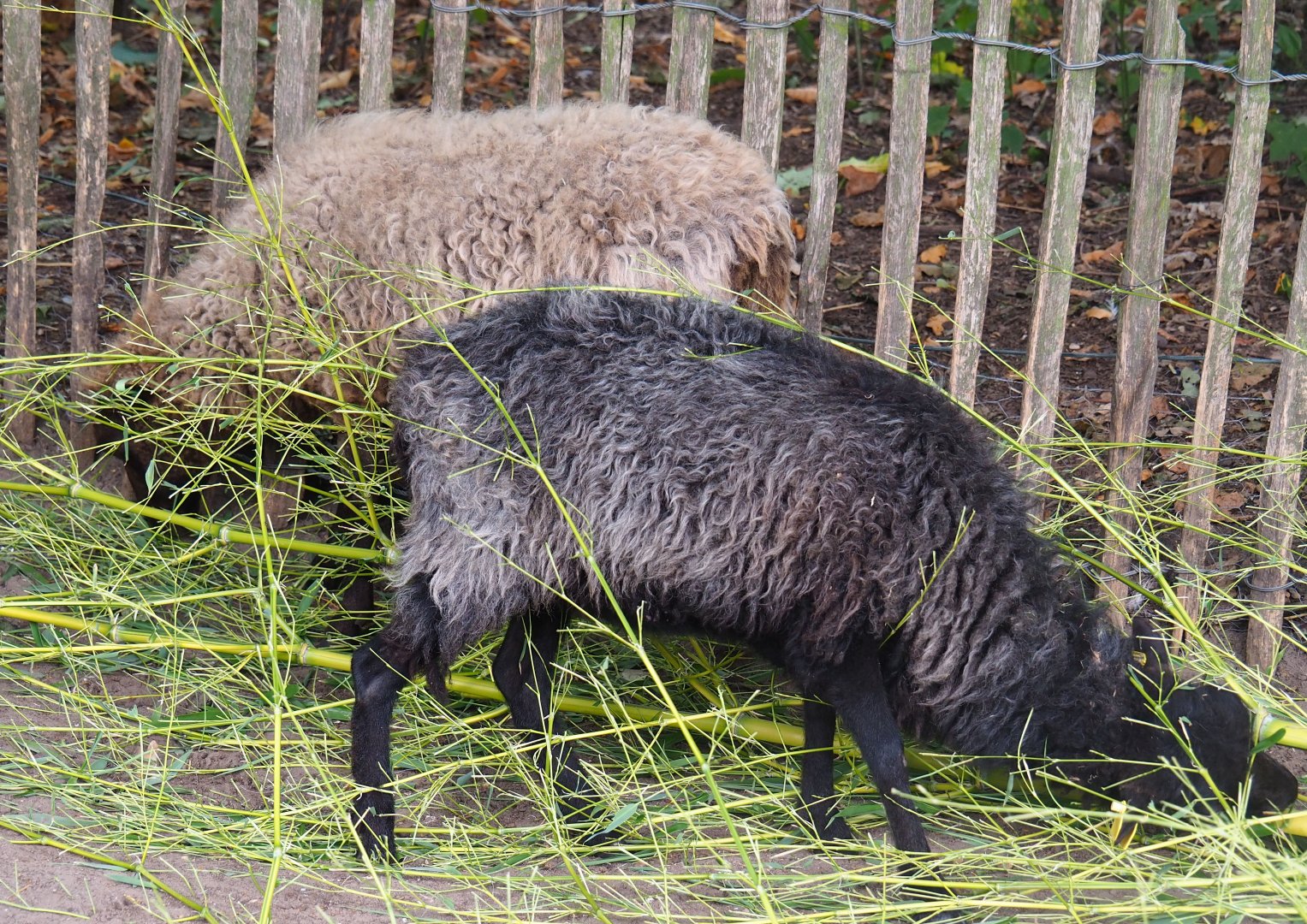 Ouessant sheep (Ovis aries) chewing on bamboo, 2019-08-11