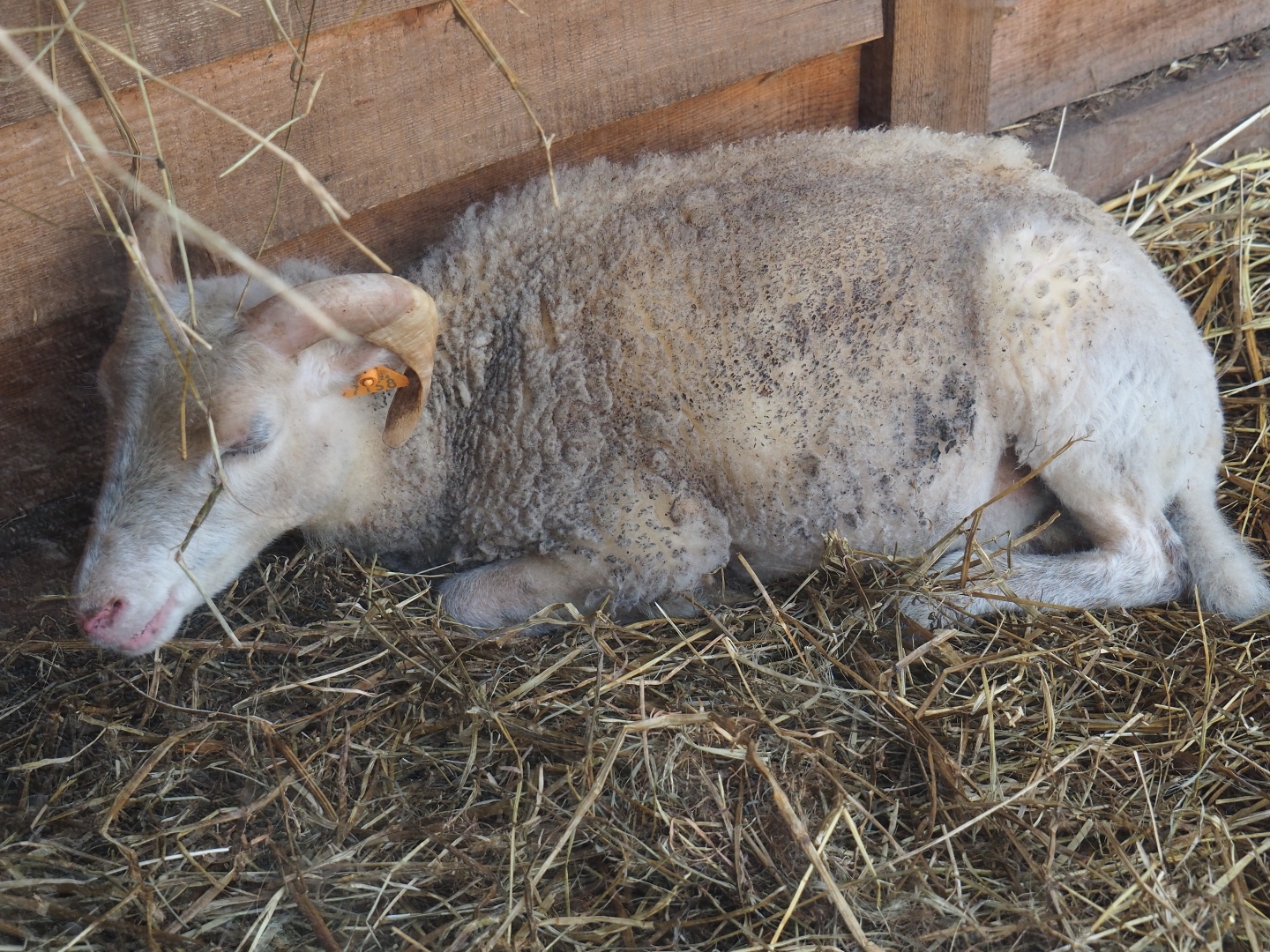 Ouessant sheep (Ovis aries)