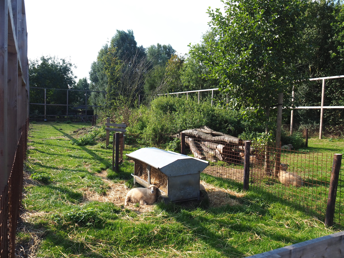 Ouessant sheep paddock, 2020-09-12