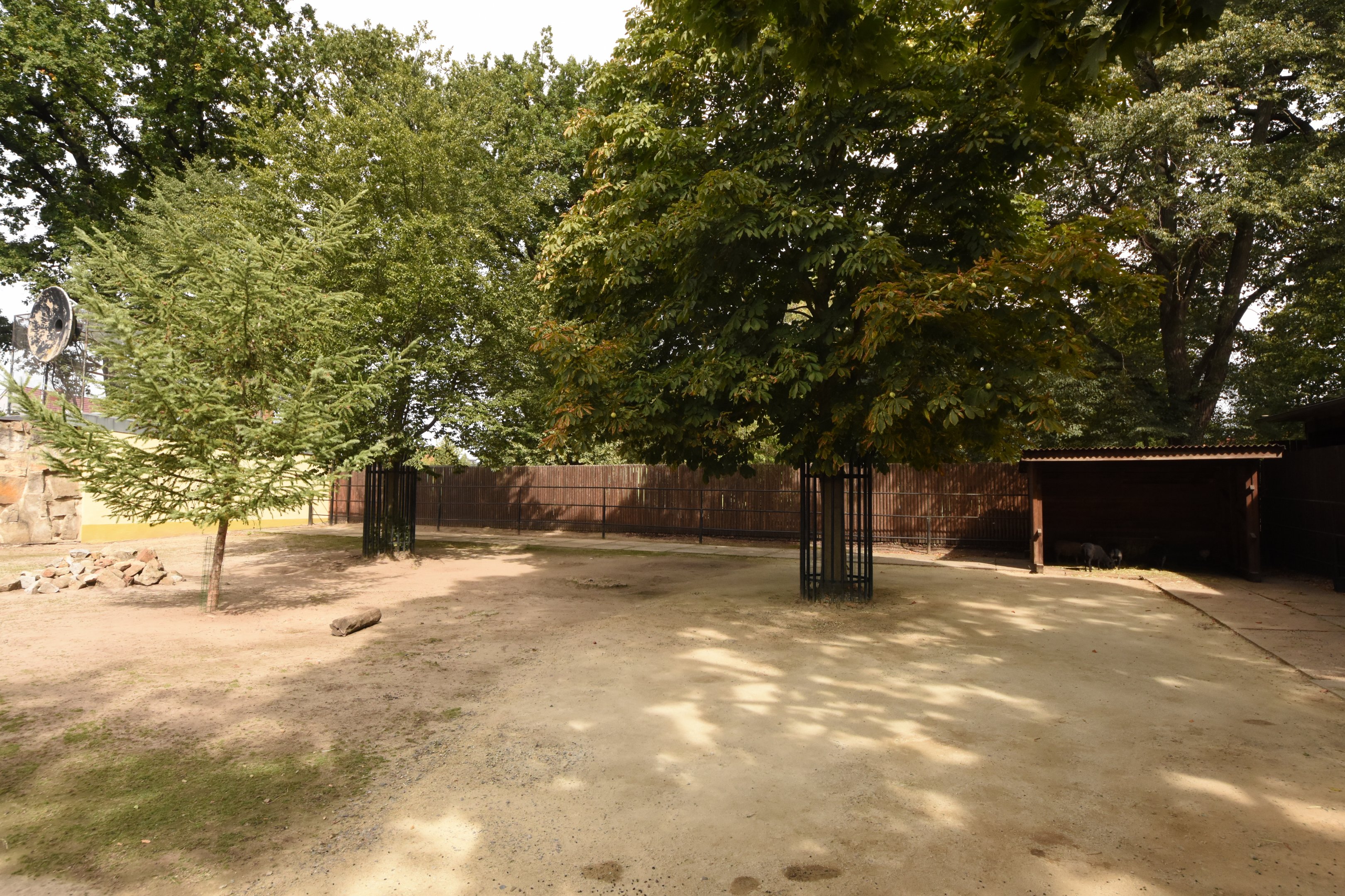 Ouessant sheep paddock