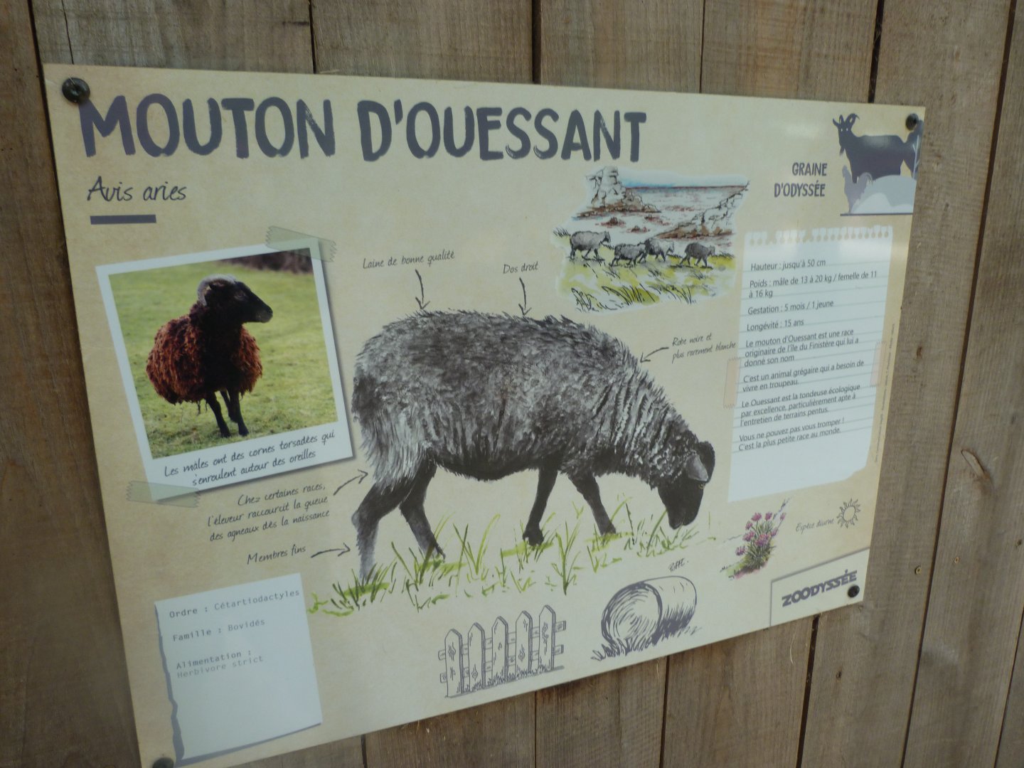 Ouessant sheep sign -Zoodyssée (2025)