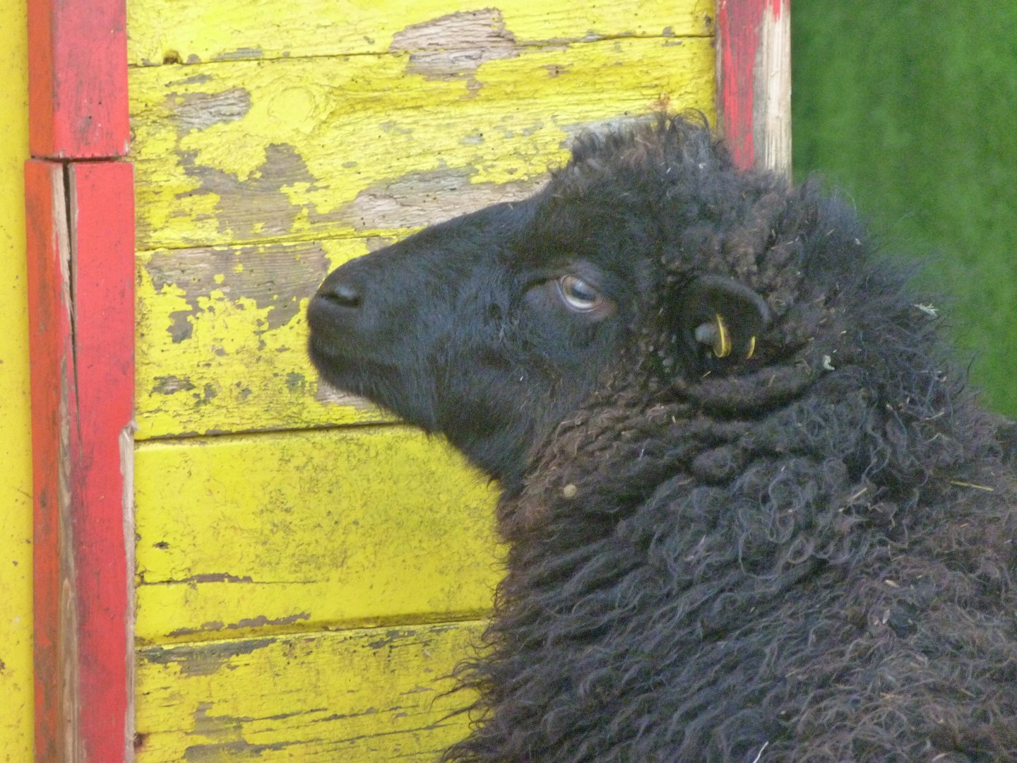 Ouessant sheep -Zoo de Santillana del Mar (2024)