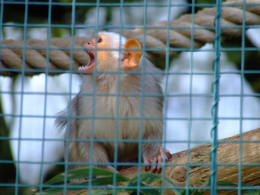Ouistiti argenté (callithrix argentata argentata)