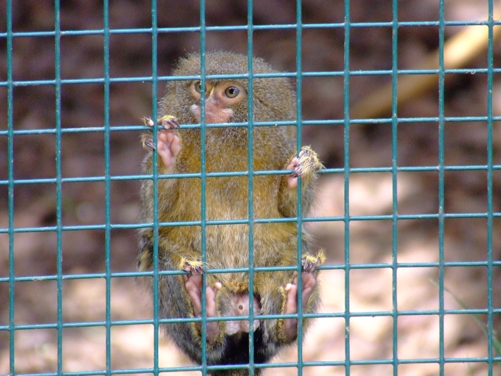 Ouistiti pygmé ( callithrix pygmaea)