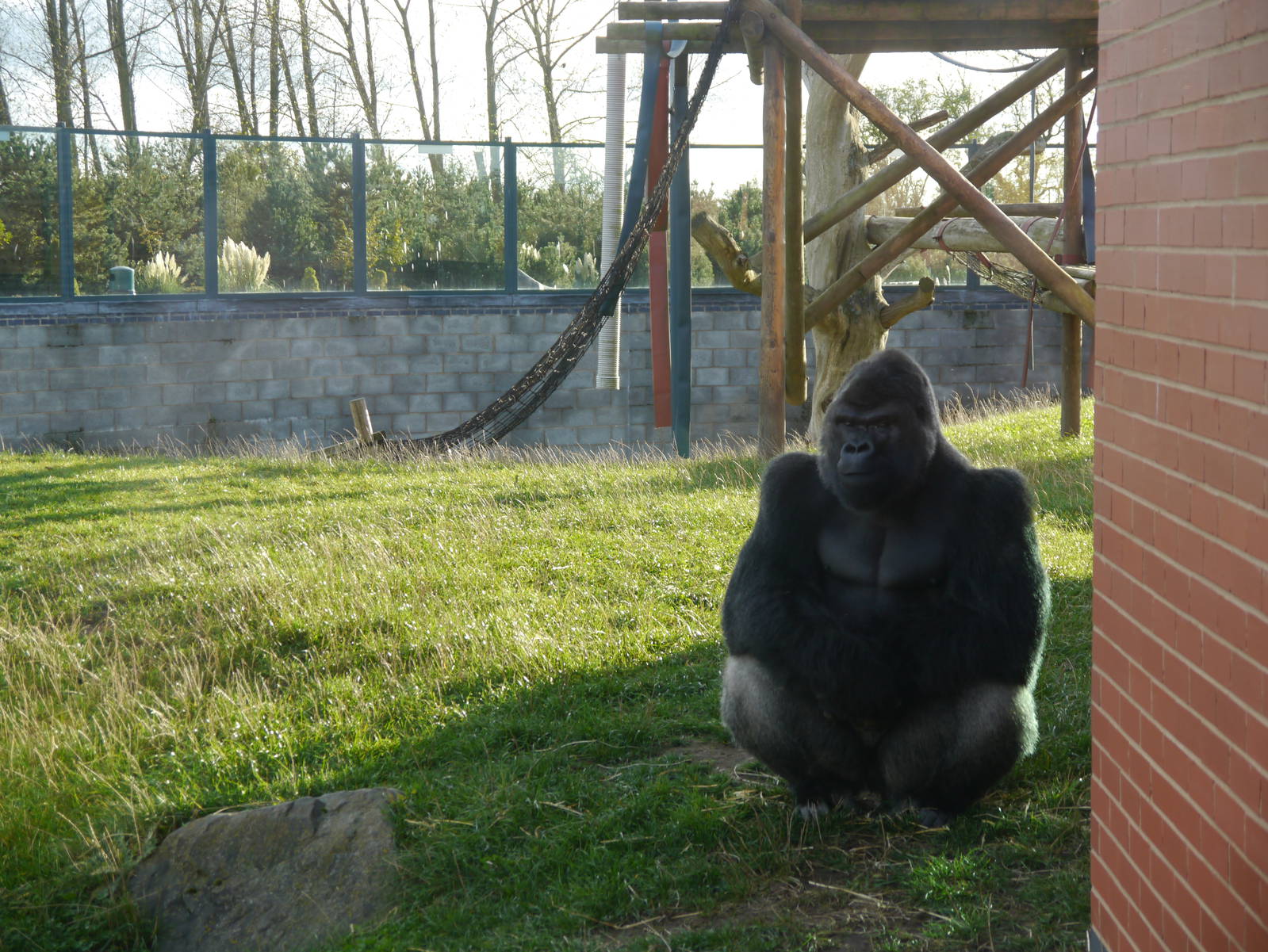 Oumbi the Gorilla.