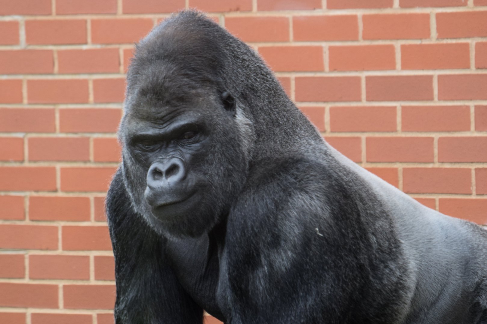 Oumbi - Western Lowland Gorilla