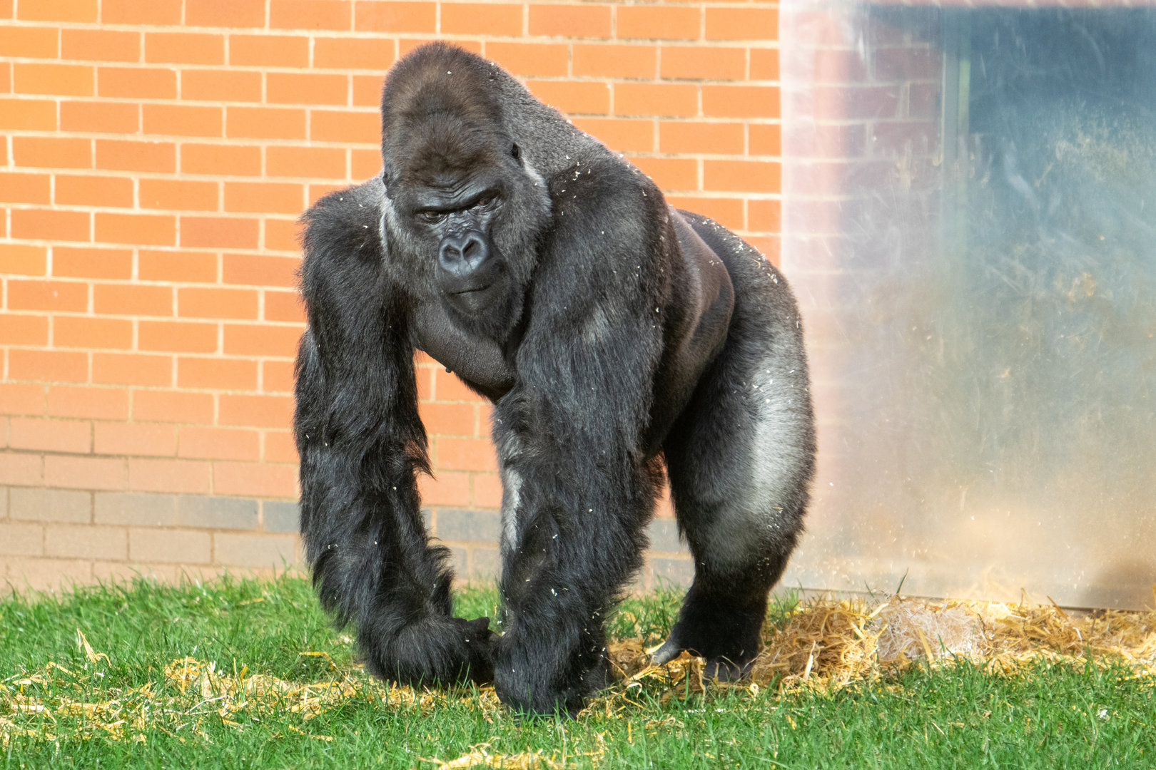 Oumbi - Western Lowland Gorilla