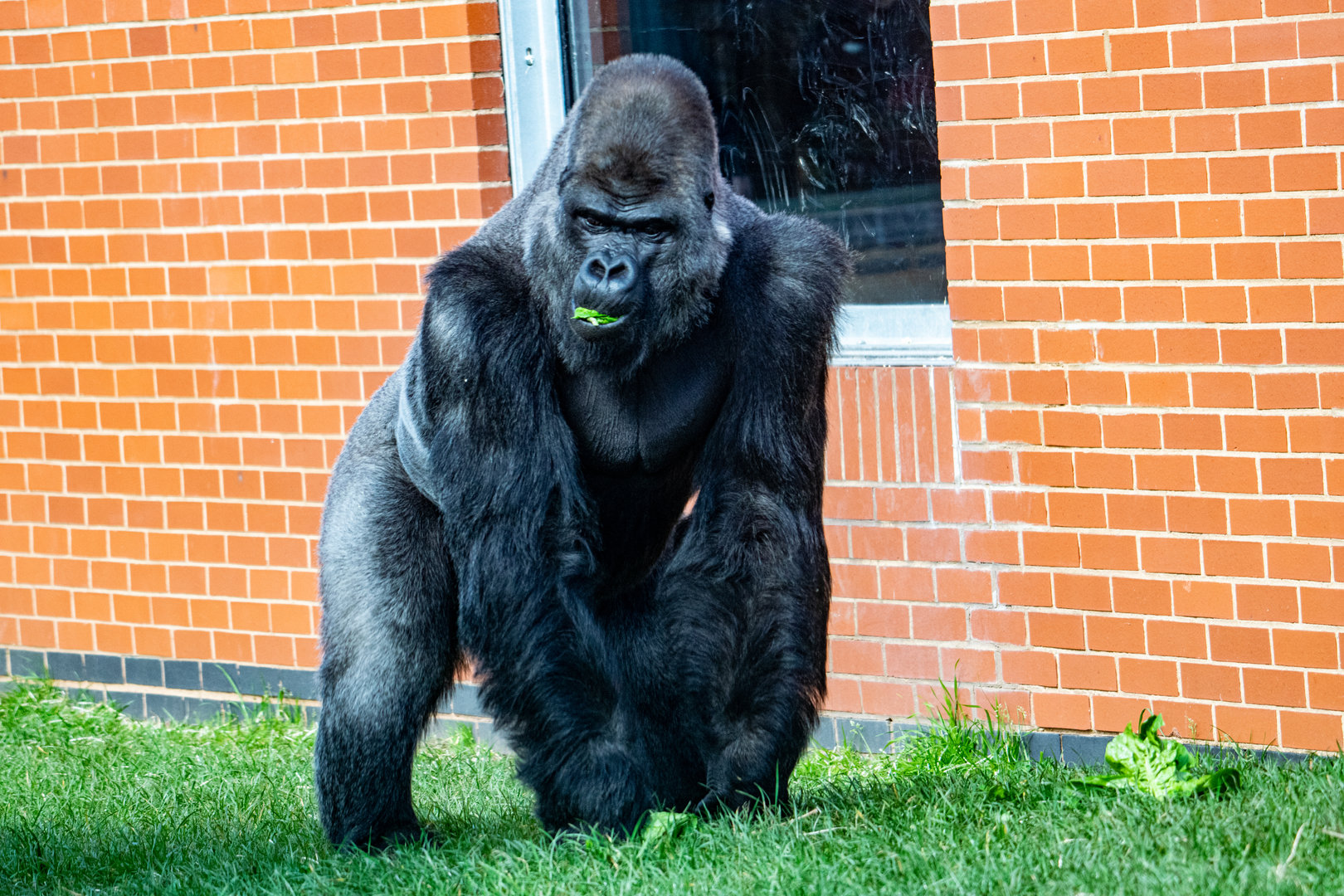 Oumbi - Western Lowland Gorilla