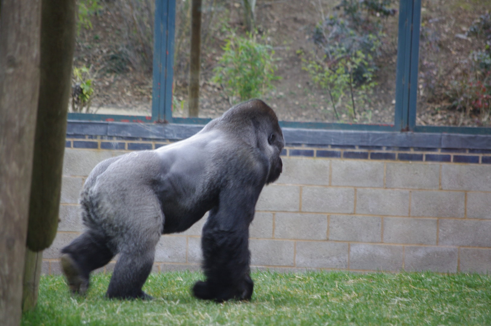 Oumbie- Western Lowland Gorilla silverback- 4/3/2023
