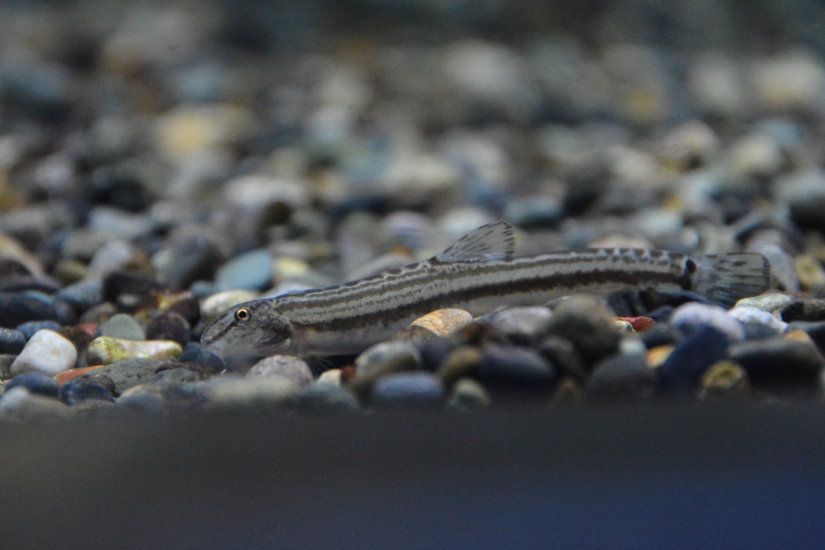 Oumi spined loach (Cobitis minamorii oumiensis)