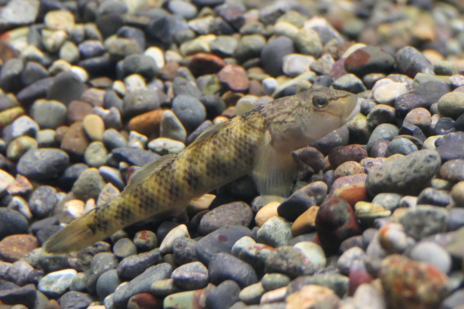 Oumiyoshinobori (Rhinogobius sp. 'OM') - Lake Biwa Museum