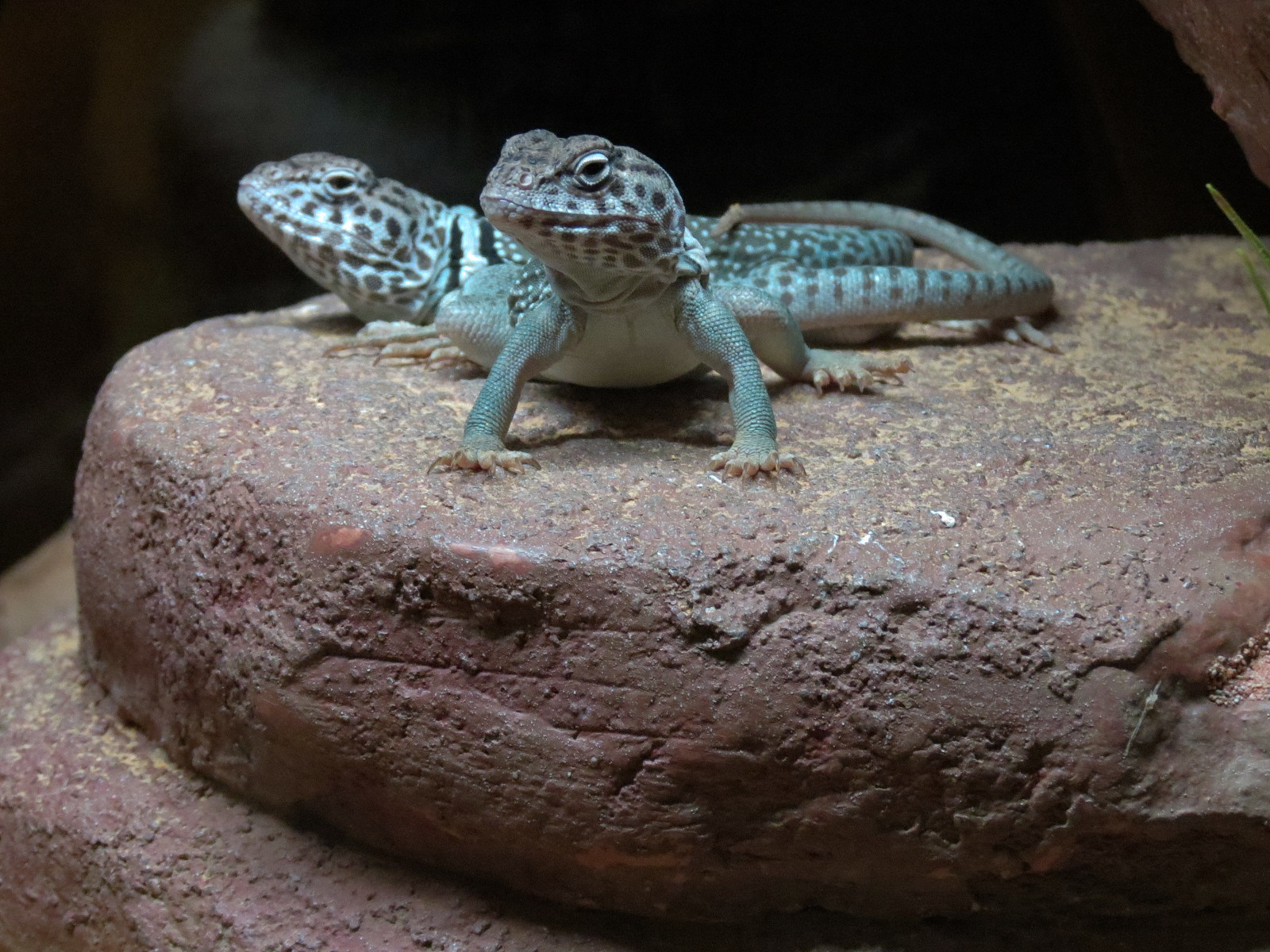 Our Backyard - Collared Lizard Exhibit