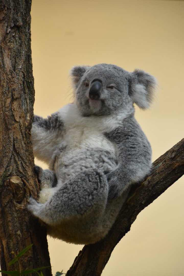Our best view of the koala to the left of the Koalahaus.