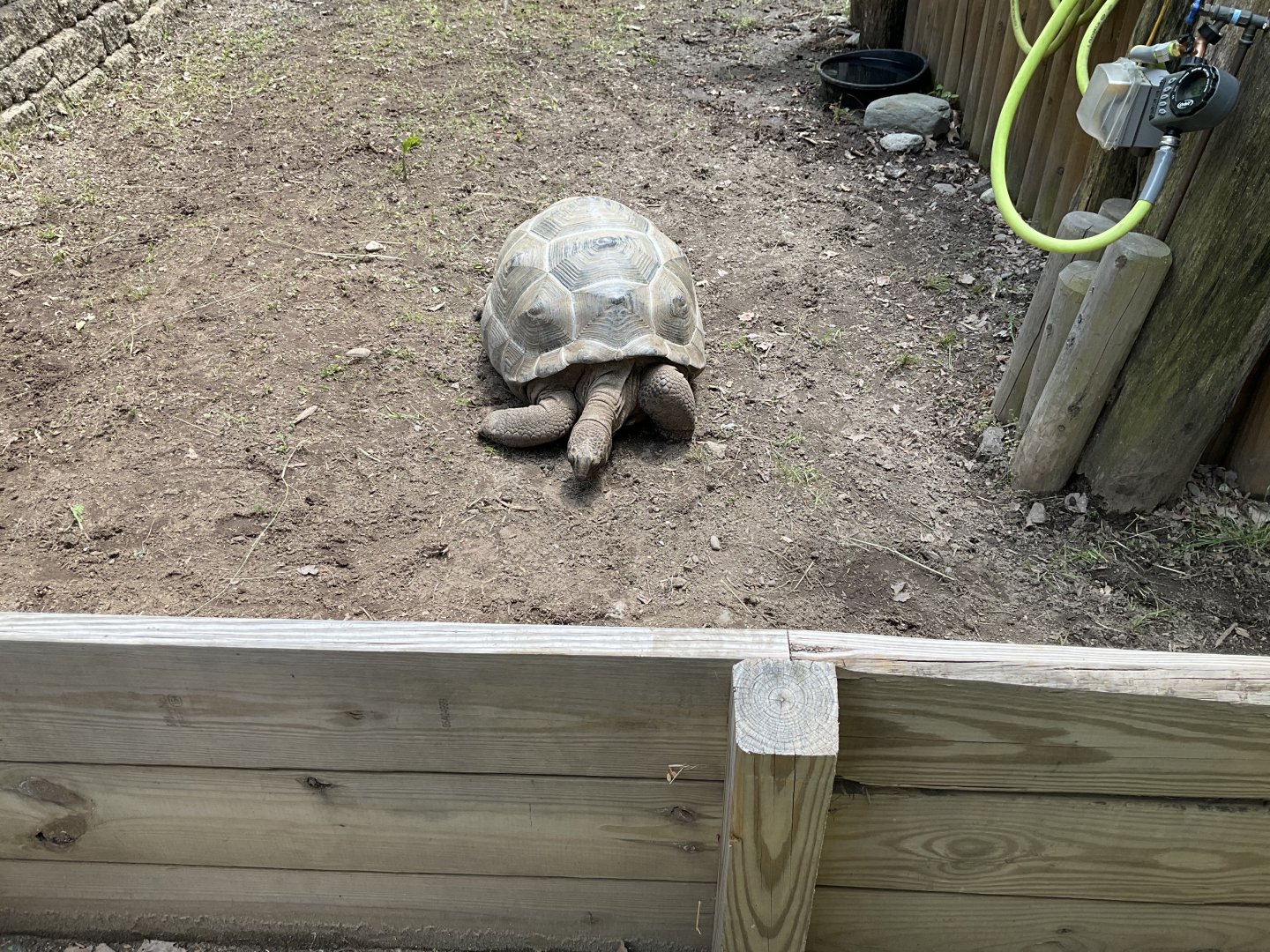 Our Big Backyard - Aldabra Giant Tortoise