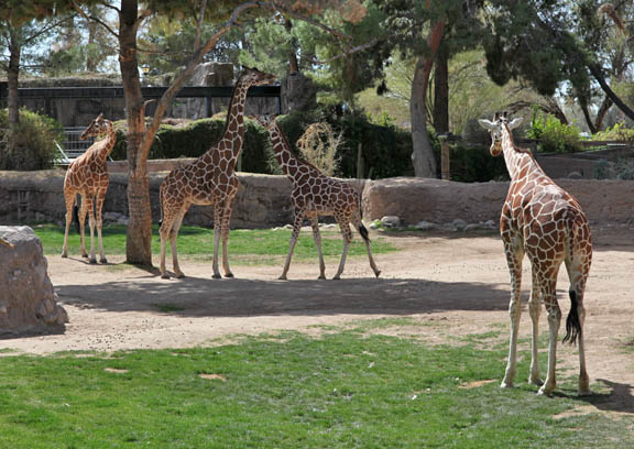 our entire giraffe herd