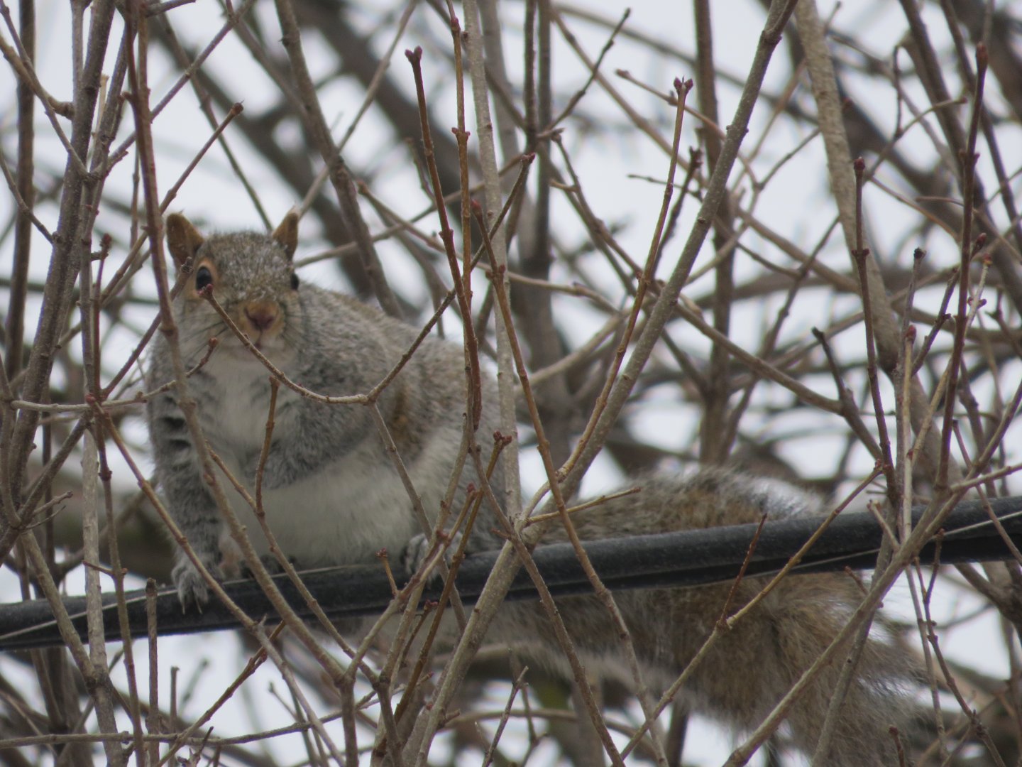 Our Local Gray Squirrel Legend, Mr. Chubby.