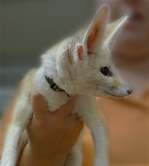 our new fennec fox