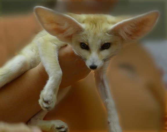 our new fennec fox