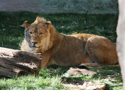 our new male lion