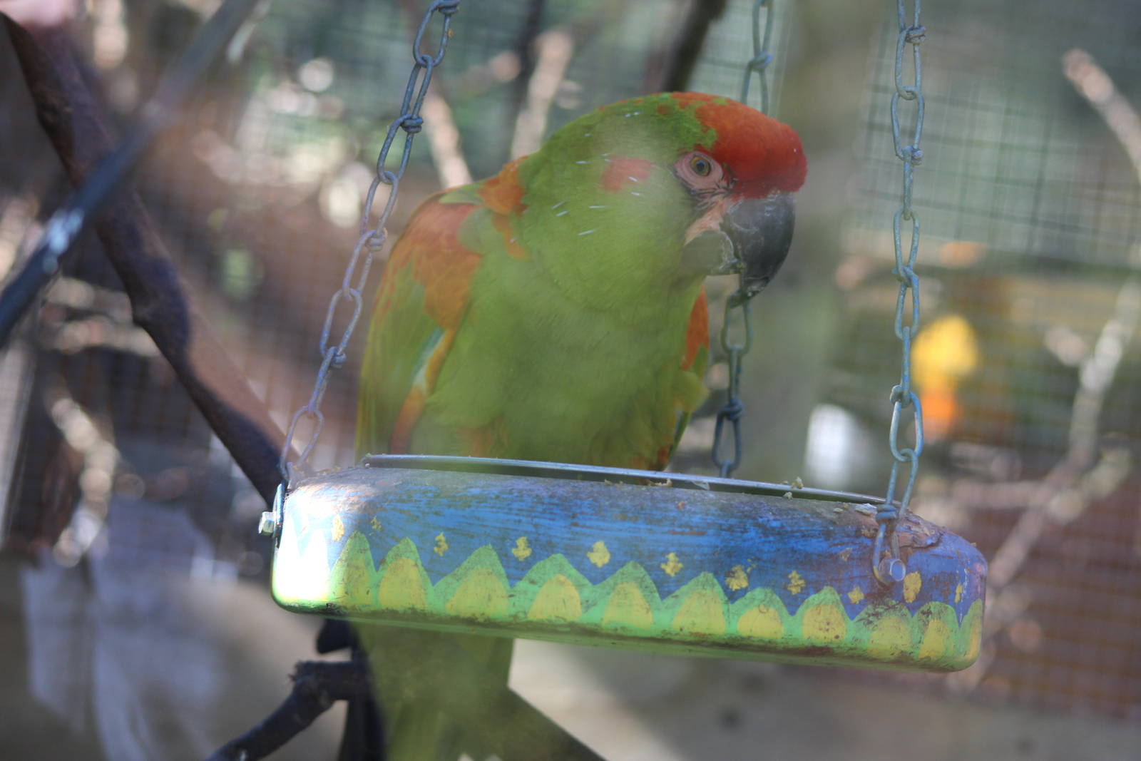 Our only Red-fronted Macaw?