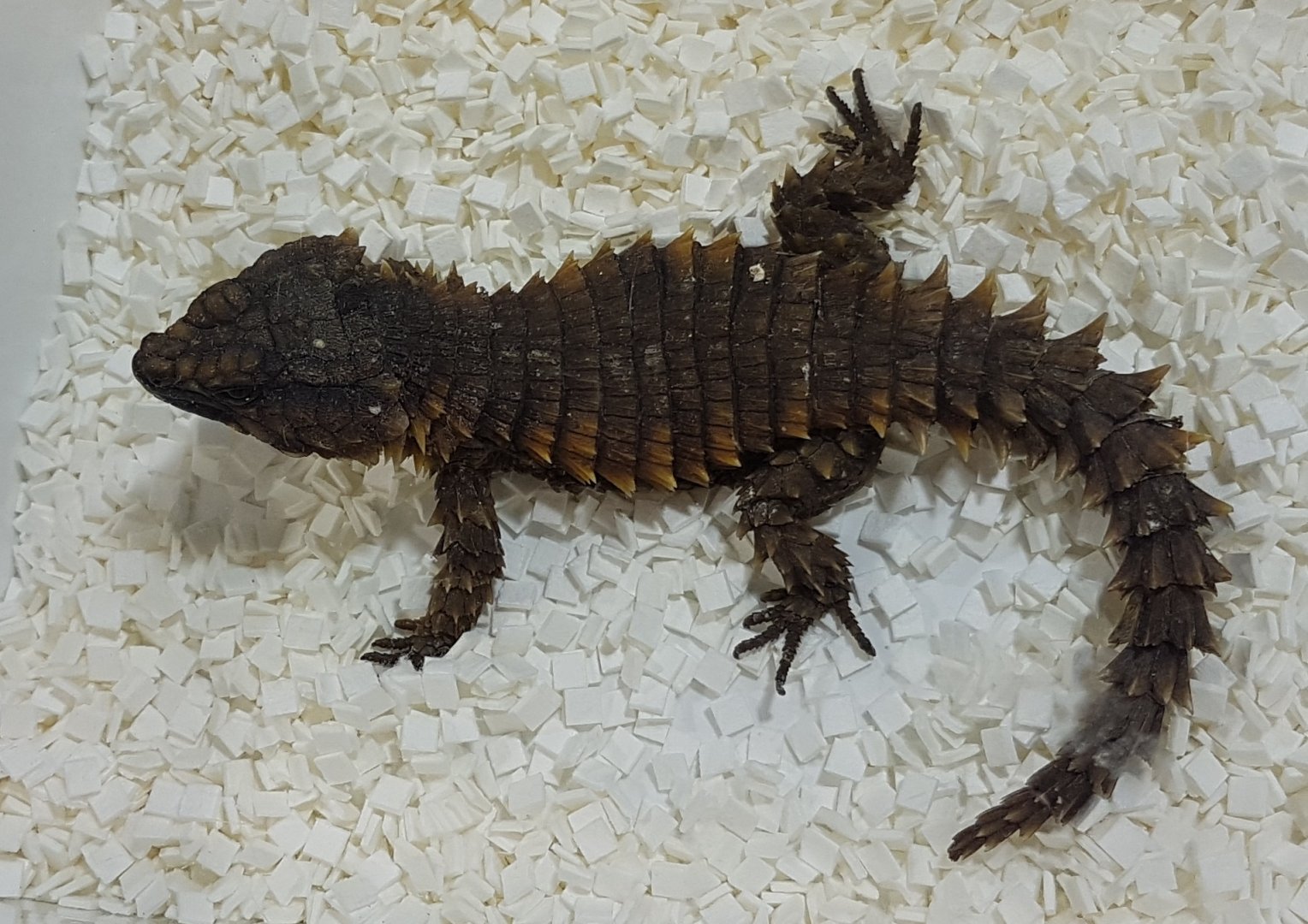 Ouroborus cataphractus