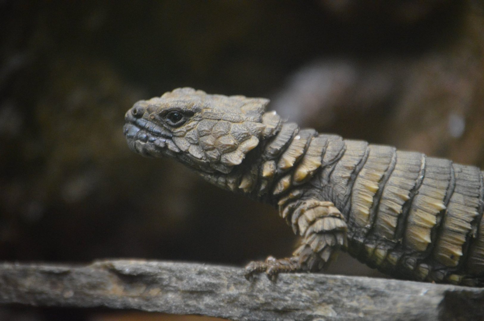 Ouroborus cataphractus